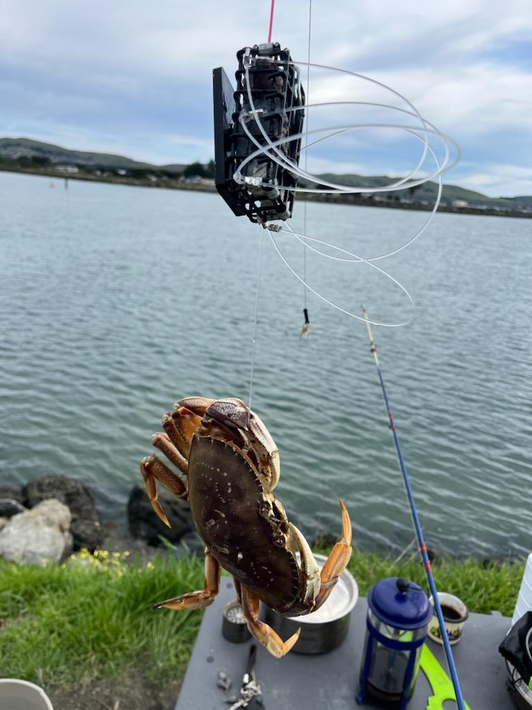 Crab hanging from fishing line by waterside
