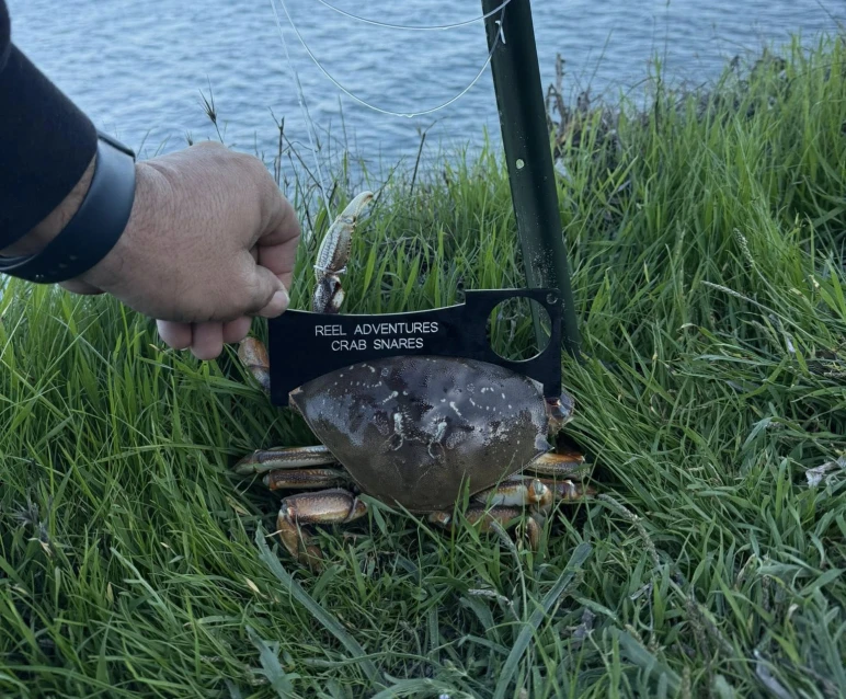 A crab caught using a crab snare near a water body.
